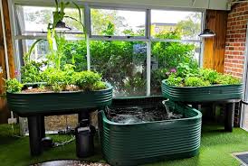 Compact backyard aquaponics setup