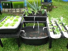 Fragrant basil grown aquaponically